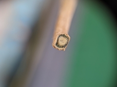 Comandra umbellata pallida