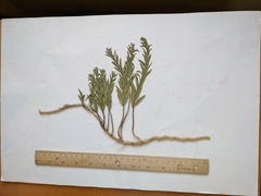 Comandra umbellata pallida