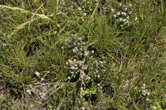 Erica cooperi