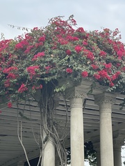 Bougainvillea