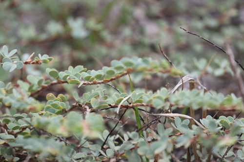 Image of Savannah Sensitive Pea (Chamaecrista ramosa) by (c) Tim Hirsch, some rights reserved (CC BY)