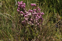 Erica cooperi