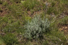 Artemisia afra