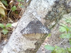 Hamadryas amphichloe