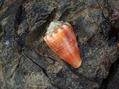 Conus miliaris
