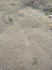 Bolax gummifera