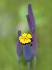 Tagetes multiflora
