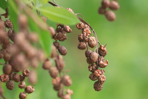 Button mangrove (Conocarpus erectus)