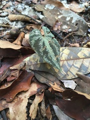 Dioscorea dodecaneura