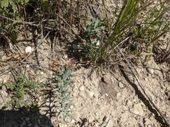 Comandra umbellata pallida