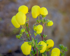 Calceolaria inamoena