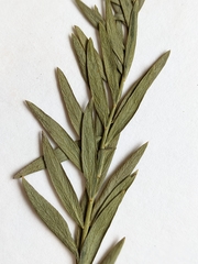 Comandra umbellata pallida