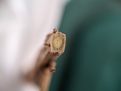 Comandra umbellata pallida