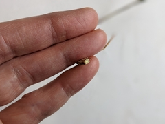 Comandra umbellata pallida