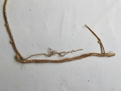 Comandra umbellata pallida