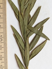 Comandra umbellata pallida