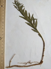 Comandra umbellata pallida