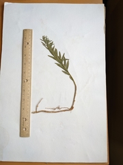 Comandra umbellata pallida