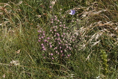 Erica cooperi