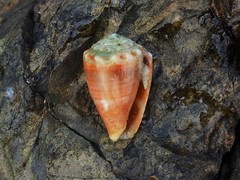 Conus miliaris