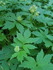 Hydrophyllum tenuipes