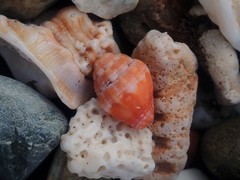 Orphanopusia patriarchalis