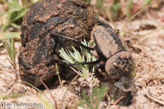 Scarabaeus cicatricosus