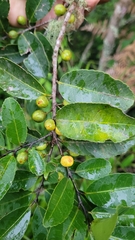 Casearia lasiophylla