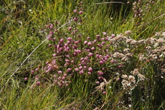 Erica cooperi