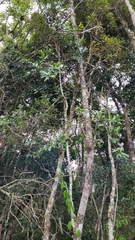 Casearia lasiophylla