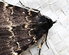 Mormoscopa sordescens