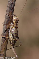 Steropleurus pseudolus