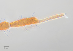 Chaitophorus macrostachyae