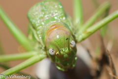 Steropleurus pseudolus