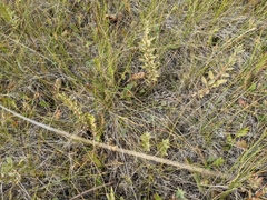 Comandra umbellata pallida