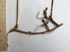 Comandra umbellata pallida