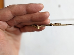 Comandra umbellata pallida