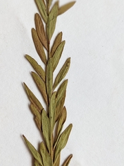 Comandra umbellata pallida