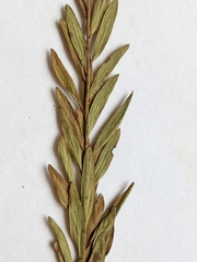 Comandra umbellata pallida