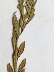 Comandra umbellata pallida