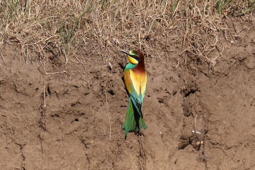 European Bee-eater, photo 8 of 8