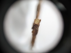 Comandra umbellata pallida