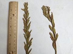 Comandra umbellata pallida