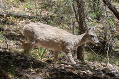 Odocoileus virginianus carminis