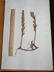 Comandra umbellata pallida