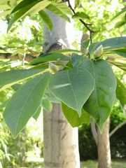 Magnolia amoena
