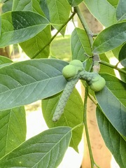 Magnolia amoena