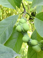 Magnolia amoena