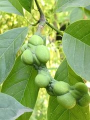 Magnolia amoena