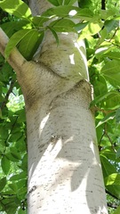 Magnolia amoena